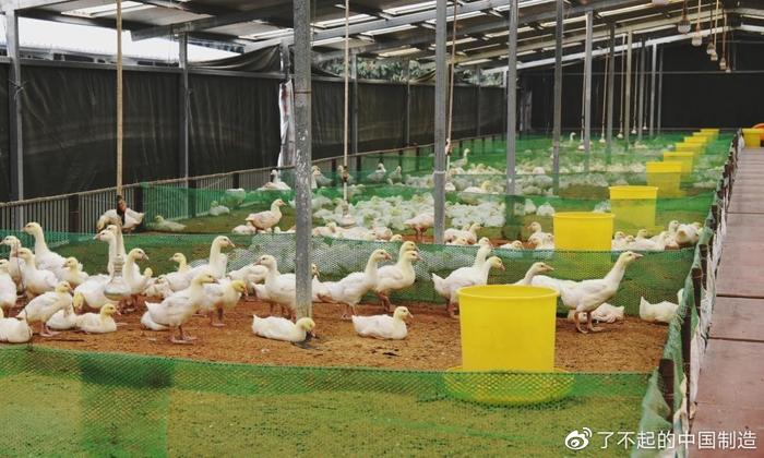 是它!中國才生產(chǎn)出世界最好的羽毛球